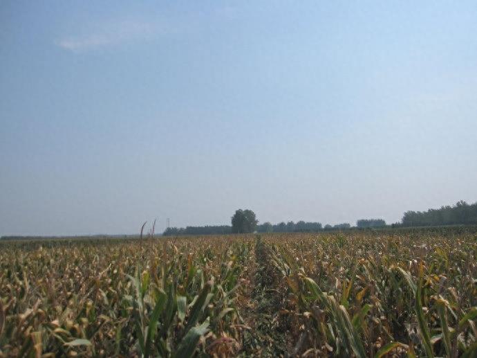 10张图,这样的收玉米场景,你是否熟悉?满满的乡愁啊