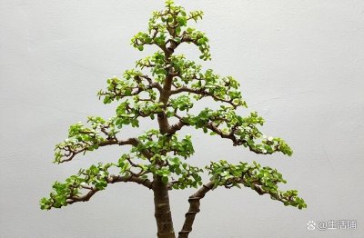 ​金枝玉叶怎么养才开花？3个技巧，简单打理开满花