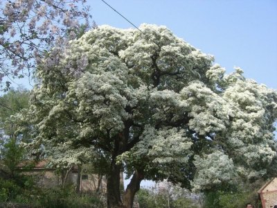 ​被誉为“山东之最”、“齐鲁树王”的千年流苏树，你见到了吗？