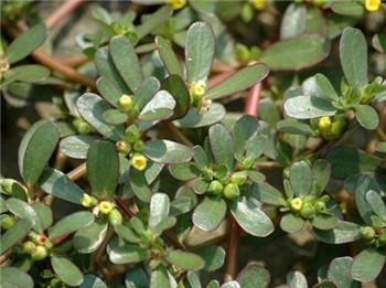 又到挖野菜的季节，农村田间常见野菜，有一种又名雷公菜