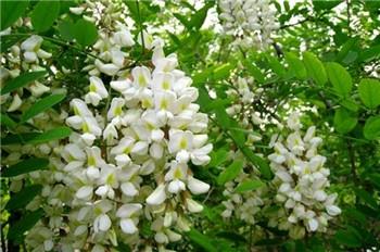 又到挖野菜的季节，农村田间常见野菜，有一种又名雷公菜