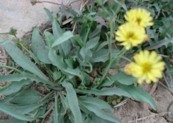 又到挖野菜的季节，农村田间常见野菜，有一种又名雷公菜