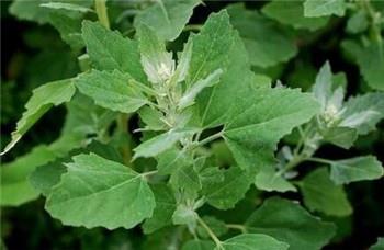 又到挖野菜的季节，农村田间常见野菜，有一种又名雷公菜