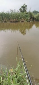 ​鲢鳙的正确钓法