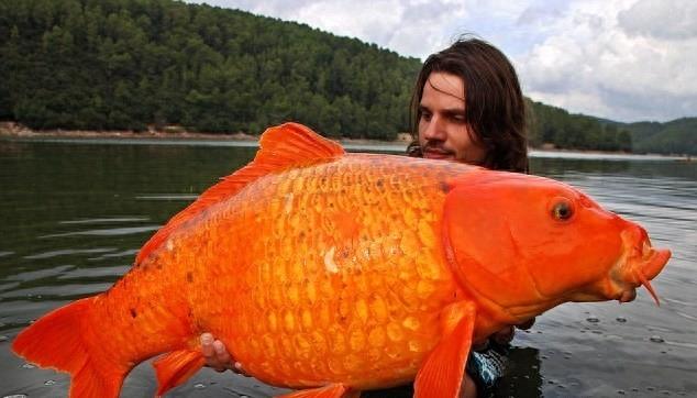 巨型食人鱼吃人太可怕！盘点世界上九大千年成妖巨型生物