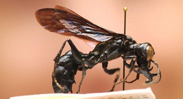 巨型食人鱼吃人太可怕！盘点世界上九大千年成妖巨型生物