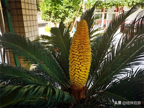 铁树开花，你见过吗？铁树开花过程实拍