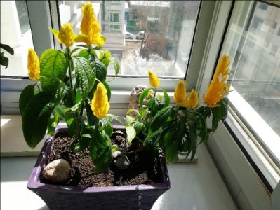 ​黄金塔开花了