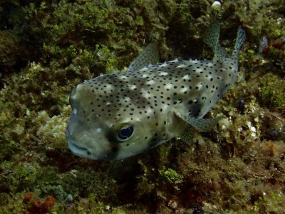 ​水摄之海鱼（120）-鲀（14）-白斑密点刺鲀（剧毒，安汶）