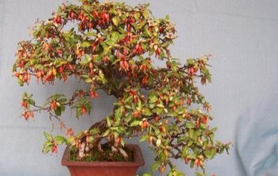 ​胡秃子盆景的栽培方法，本以为养它很难，看完才知道，原来也简单