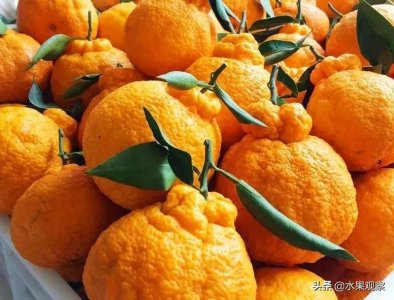 ​北京地区“不知火”丑橘多为冒充，“正版”目前还未上市
