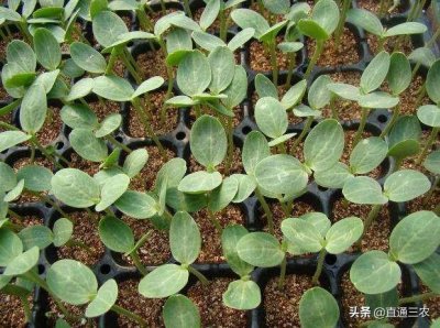 ​西瓜播种育苗的详细方法