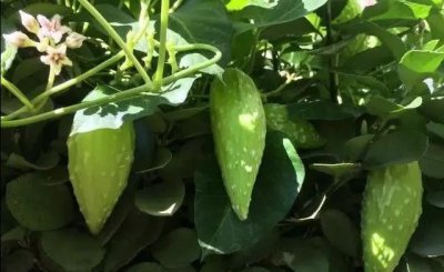 ​野生的“地瓜”，你认识它吗？