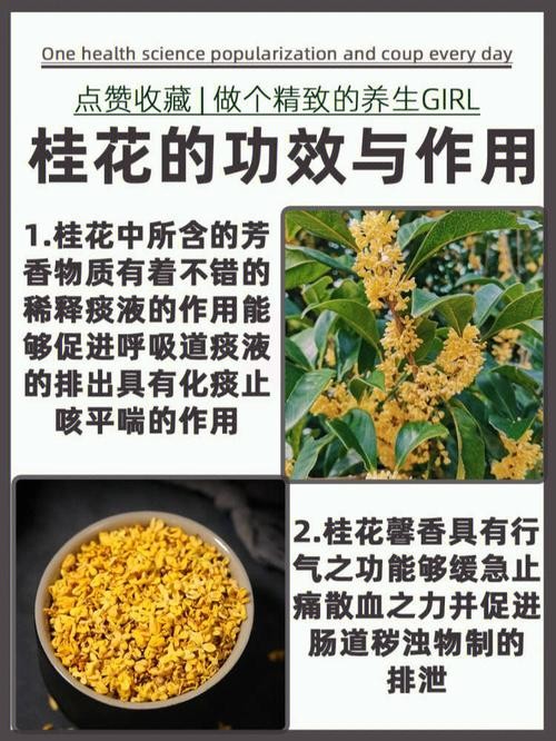 丹桂花的功效与作用（丹桂花的功效与作用简述）