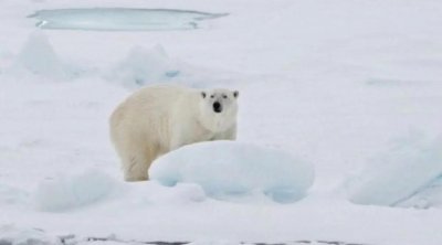 ​北极熊袭击游客，游客轻伤，北极熊被施行“安乐死”