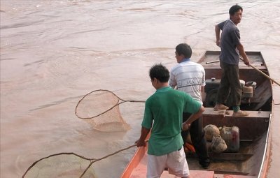 ​流鱼盛宴：黄河的自然奇观，是盛宴还是灾难的预兆？