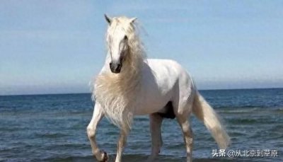 ​安达卢西亚马：眼大腿长 欧洲王室称其“国王之马”