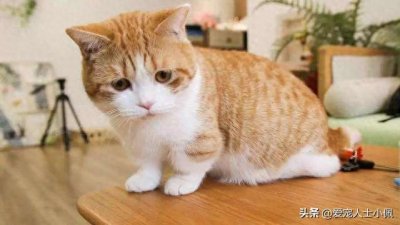 ​猫咪该不该绝育？绝育最佳时间和绝育前后注意事项