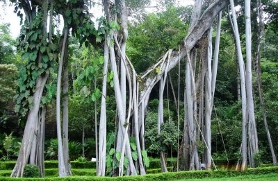 ​榕树的特点、生长环境、养殖技巧、注意问题