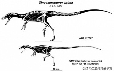 ​恐龙世界（7）空中滑翔，中华鸟龙