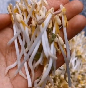 ​爱吃豆芽不用出去买了，教你自己在家做，记住三个要点，一次成功