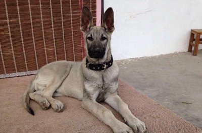 ​中国武警新一代警犬：中华狼青，完胜德牧黑背