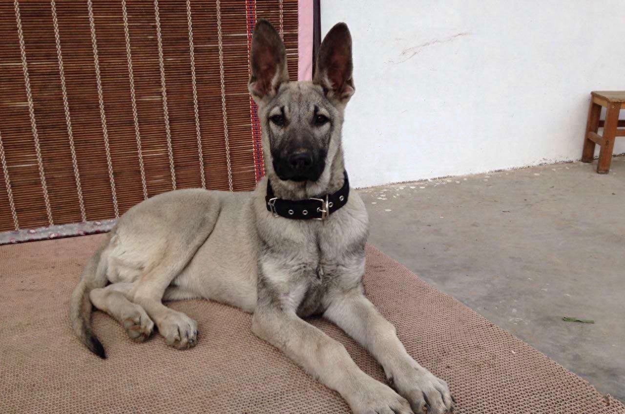 中国武警新一代警犬：中华狼青，完胜德牧黑背