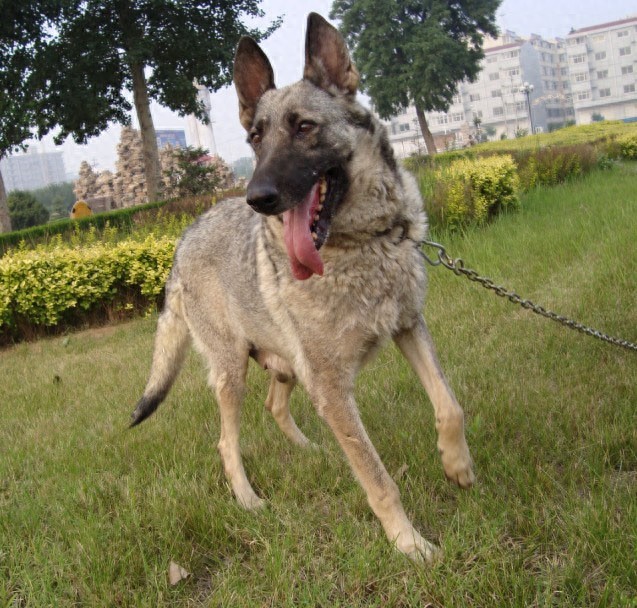 中国武警新一代警犬：中华狼青，完胜德牧黑背
