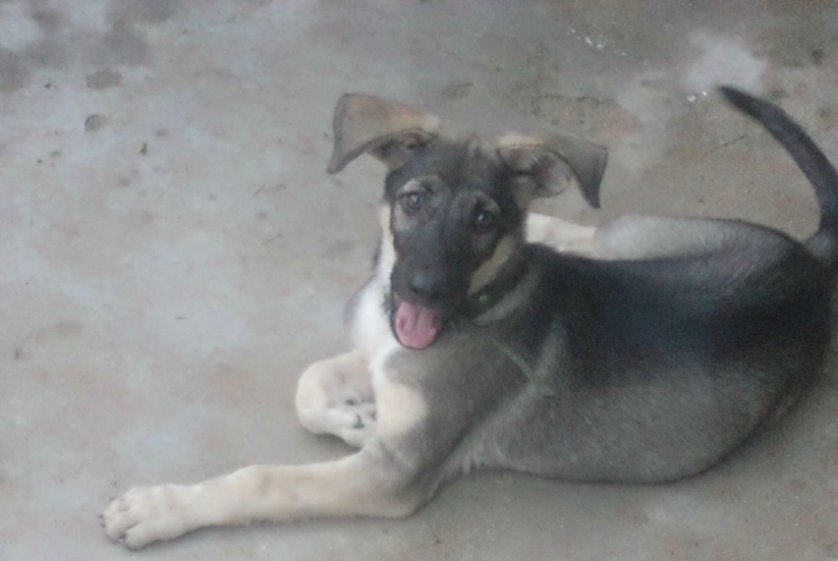 中国武警新一代警犬：中华狼青，完胜德牧黑背