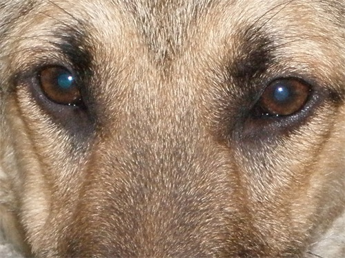 中国武警新一代警犬：中华狼青，完胜德牧黑背