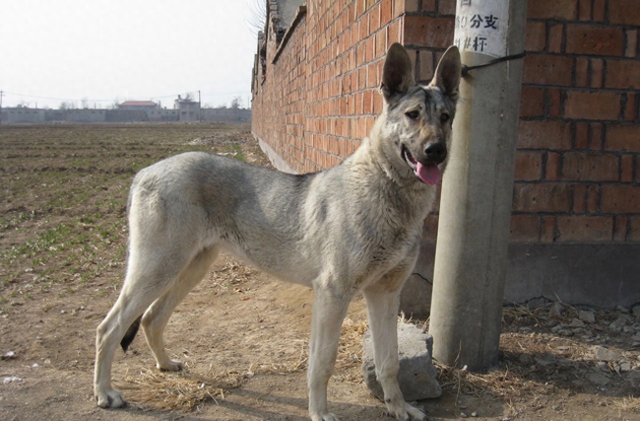 中国武警新一代警犬：中华狼青，完胜德牧黑背