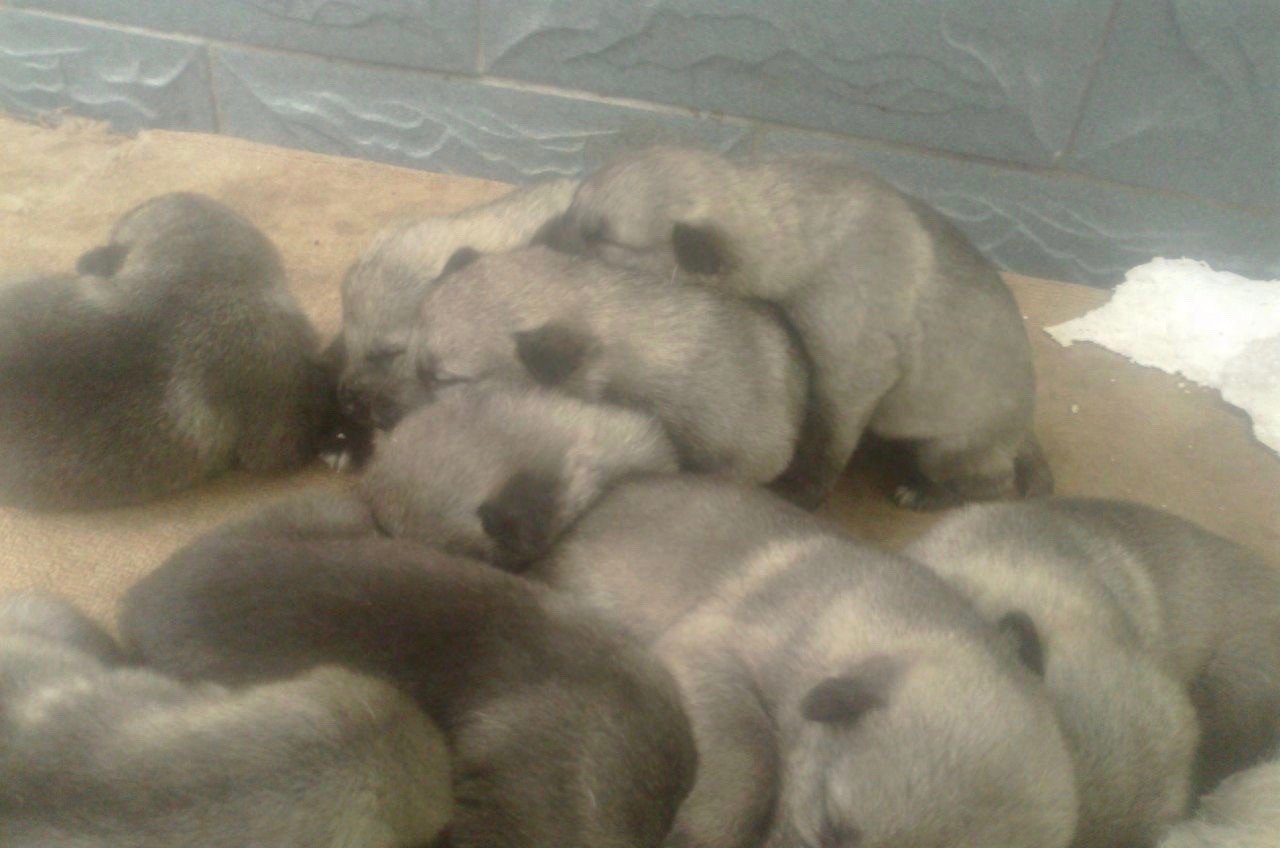 中国武警新一代警犬：中华狼青，完胜德牧黑背