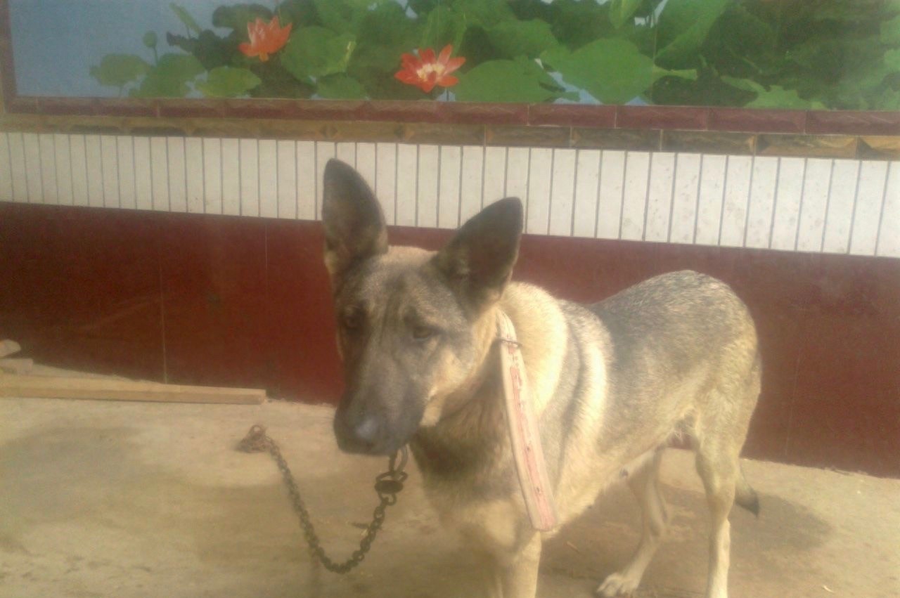 中国武警新一代警犬：中华狼青，完胜德牧黑背