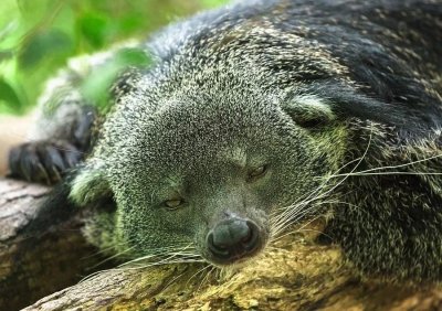 ​熊狸：体型如熊长相如猫，天生“五只手”，尿液散发奶油爆米花味