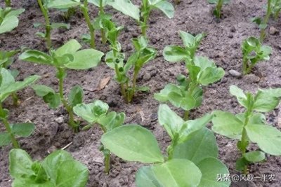 ​蚕豆种植时间及措施要点