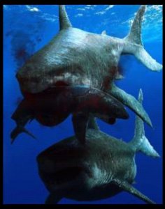 ​巨齿鲨和大白鲨的区别和关系