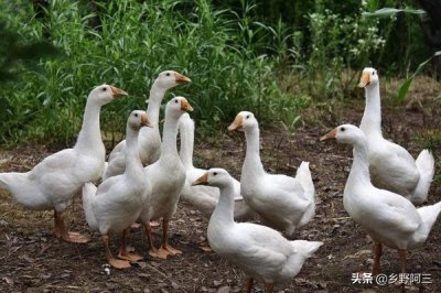 ​养鹅成了不少投资者看中的项目，养鹅的成本与利润，可以了解一下
