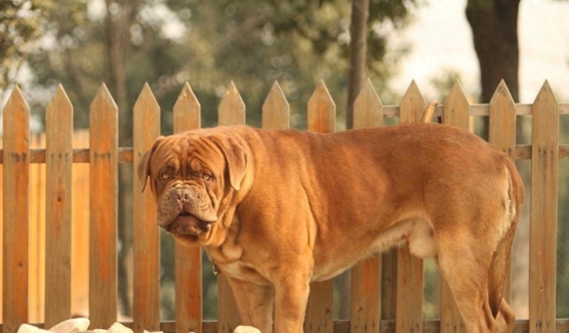 英国国宝犬：英国獒英姿飒爽不输藏獒