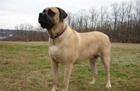 英国国宝犬：英国獒英姿飒爽不输藏獒