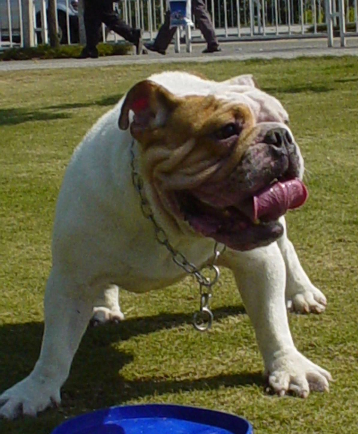 英国国宝犬：英国獒英姿飒爽不输藏獒