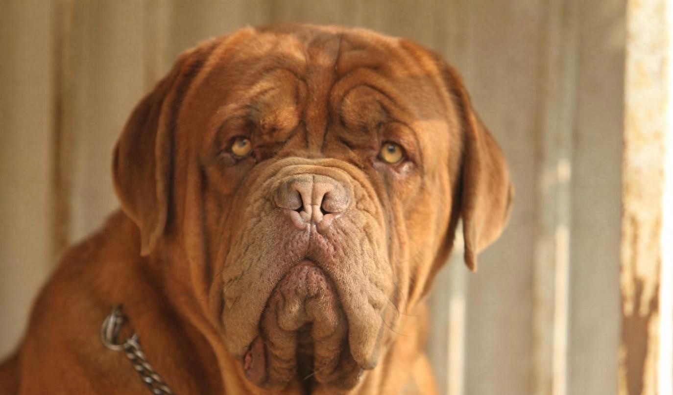 英国国宝犬：英国獒英姿飒爽不输藏獒