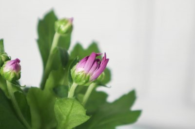 ​多头菊适合放在家中吗，可以插在家里吗