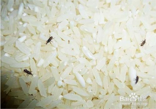 小米生虫子处理小妙招(小米生虫了怎么办)