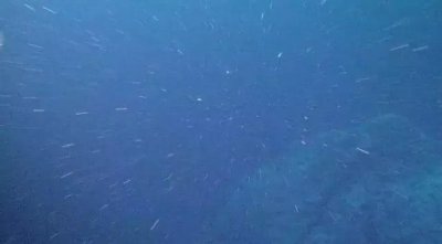 ​「海中奇景」大海中的奇妙现象——海雪