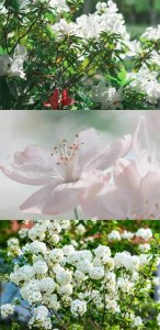 ​春意烂漫，封面新闻带你云赏重庆高校“校花”