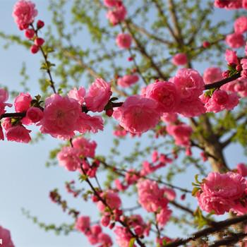 双鱼座男人得不到心爱的女人会怎样