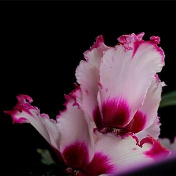 水瓶座上司最讨厌什么样的职员