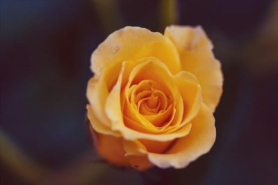 ​女人爱上婚外的男人怎么办（女人爱上婚外的男人）