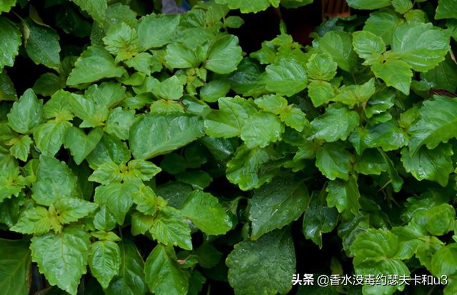 男士香水推荐24款(男士香水推荐行走的荷尔蒙)(4)