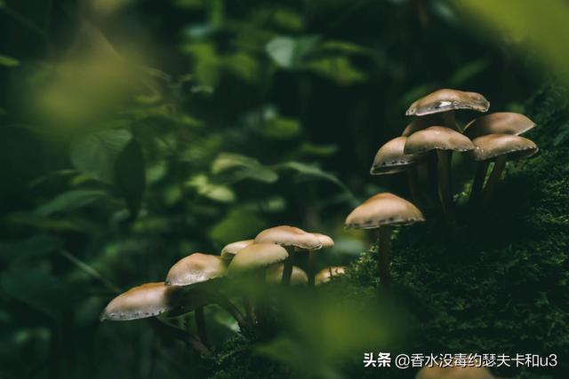 男士香水推荐24款(男士香水推荐行走的荷尔蒙)(5)